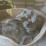 Patrick Pieper - @kodiak_labrador - Instagram