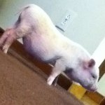 Patrick - @patrick_da_pigggg - Instagram