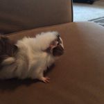 Patrick Joseph Wilson - @patricks_little_piggys - Instagram