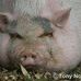 Patrick Pigg - Facebook