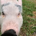 Patrick the Piggy - @patrickthepiggy - Instagram