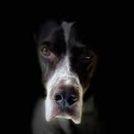 Catalina English Pointer y su Patrick chiquitito - @catalinapointerysupatrickinho - Instagram