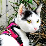 @patrick_santin_pointer - Instagram