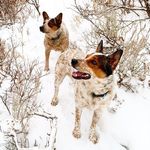 Patrick Putt - @echo_tails - Instagram