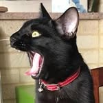Patrick Reale - @pat_reale - Instagram
