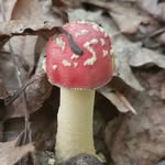 Patrick Rodeheaver - @patsmushroomhour - Instagram
