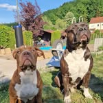 Patrick Rohr - @xxlzionbullys - Instagram