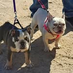 Patrick Schiavello - @st.pattymicro_bullies_frenchie - Instagram