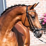 Patrick Schutte - @patrickschuttedressage - Instagram