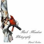 Patrick Scribner - @birchmeadowsphotography - Instagram