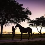 Patrick Seguin - @equinevisual - Instagram