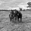 patrickshanahan - @patrickshanahan - TikTok