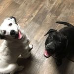 patrick snell - @zeusthebeast_athenathewise - Instagram