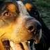 Pat Spagnuolo - Facebook