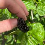 My veggie patch - @patricks_plants1 - Instagram