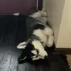 Patrick Stahl873 - @banditthesiberianhusky - TikTok