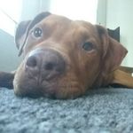 Patrick Stahl - @patricktherescuedog - Instagram