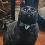 Patrick Stalnaker - @meowcatpat - Instagram