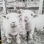 Amy Patrick Stamm - @amy.patrick.stamm - Instagram