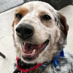 Patrick - @patrickstarthepup - Instagram