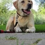 Patrick Steer - @steerpatrick - Instagram