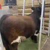 Patrickisapimp21 - @patrickthesteer - TikTok