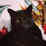 Patrick Stephenson Woodhouse - @patrick_the_black_cat - Instagram