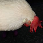 Patrick Stief - @rick6108931 - Instagram