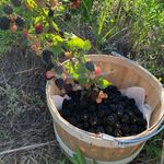 Patrick Stovall - @wildoatsfarmnc - Instagram