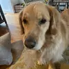 pat - @patrick._sugrue - TikTok