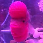 Patrick Sum - @sum1075 - Instagram