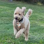 Account run by: Raegan & Patrick Tatro - @rudy_the_toy_puppy - Instagram