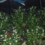 patrick Thornburg - @potgrowers - Instagram