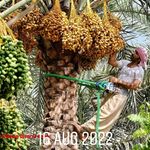 Patrick Tobias - @hussainiozegya - Instagram