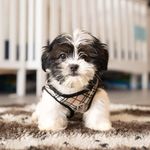 Patrick Toner - @patrick.toner.777 - Instagram