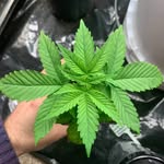 Patrick Robertson - @patrick_the_trimmer420 - Instagram