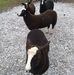 Paddy Tuohy - Facebook
