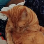 Patrick Tyrrell - @tyrrell_patrick98 - Instagram