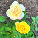 Pat Vandergriff - Facebook