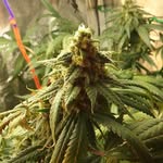 Patrick wagener - @patrickwagener3942 - Instagram