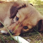 Patrick 🐶 - @patricktheweiner - Instagram