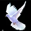 Patrick Welle Bokoto - @patrick.welle.bok - TikTok