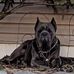 Patrick Wolfe - Facebook