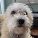Patrick Yeh - @patyeh03 - Instagram