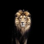 Patrick Ziegler - @mr.saintlion - Instagram