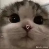 patrinalee - @cat_lover2501 - TikTok