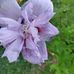 Patsy Adamson - Facebook