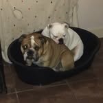 ALBERT & PATSY - @albertpatsyenglishbully - Instagram