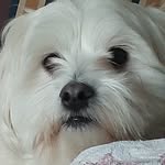 Patsy Bartlett Rideout - @minapat65 - Instagram