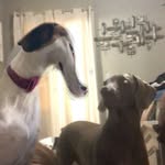 patsy and luna🥰 - @luna_patsy_besties - Instagram